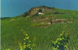 Weinlage Wehlener Sonnenuhr